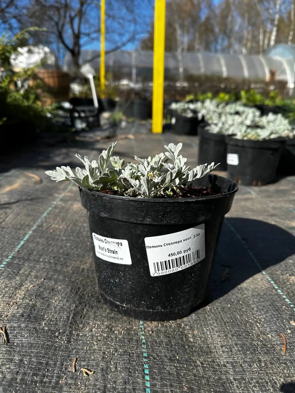 Полынь Стеллера конт. 2-3л