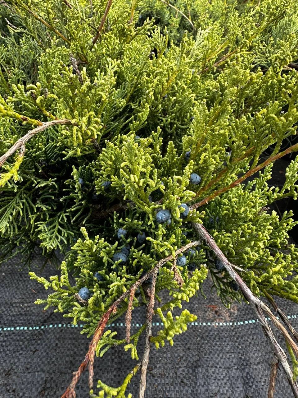 Можжевельник средний "Пфитцериана Глаука"