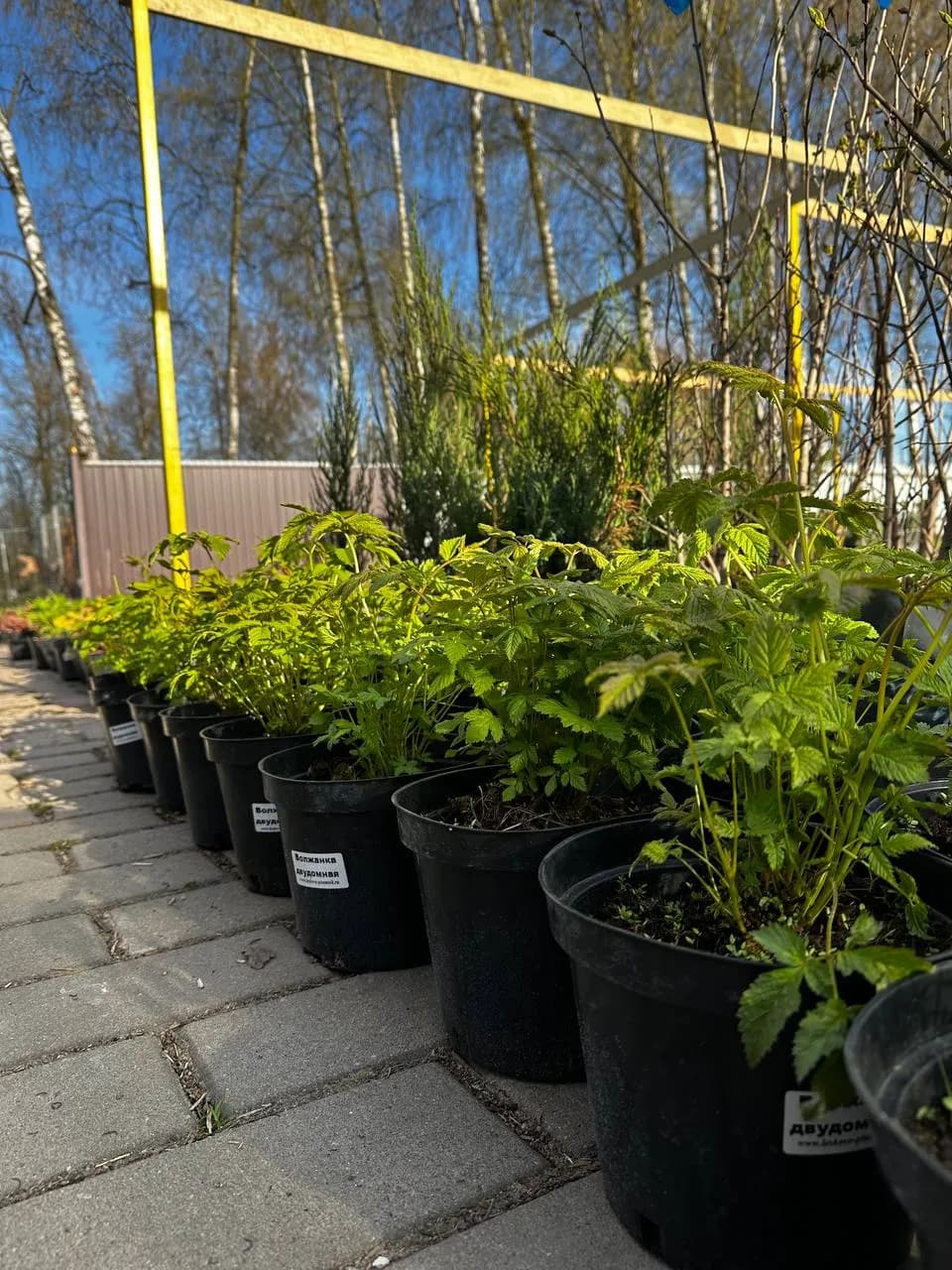 Волжанка двудомная конт 2-3л