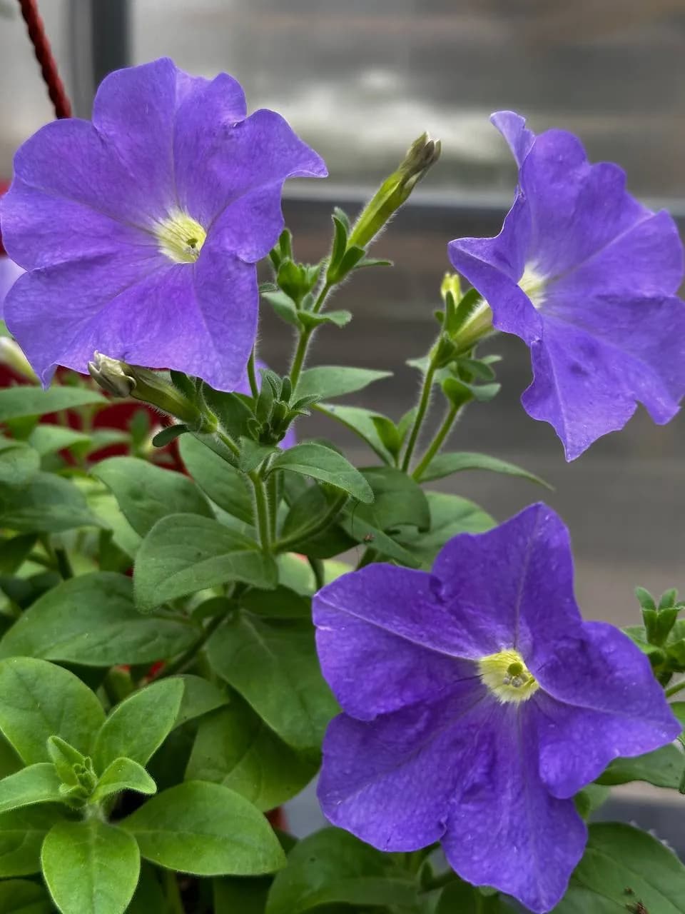 Петуния Смесь, кашпо D16