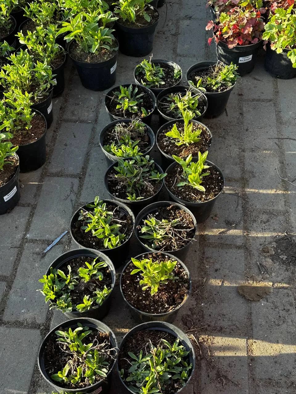 Калимерис надрезанный Nana Blue конт 2-3л