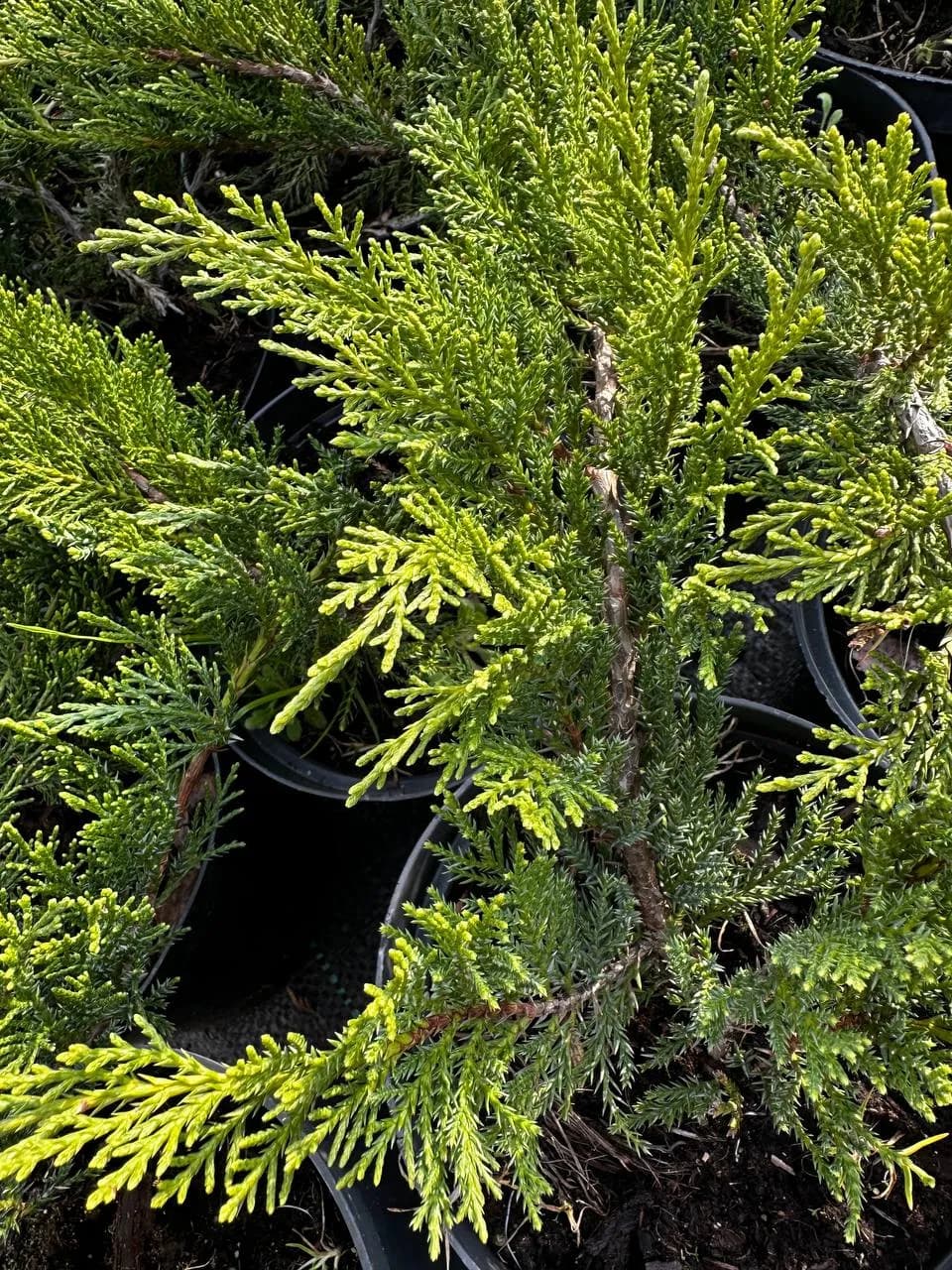 Можжевельник Тамарсцифолия С10
