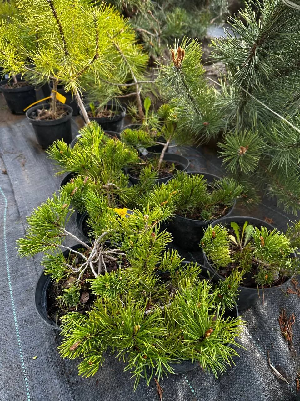 Сосна горная "Пумилио"