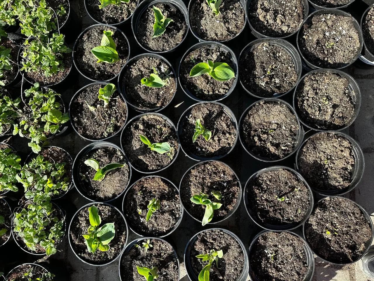 Хоста Frances Williams конт 2-3л