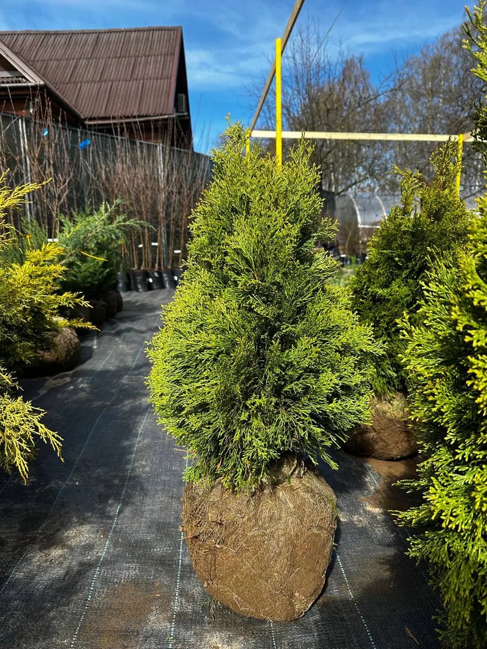 Туя западная  "Смарагд Витбонт"