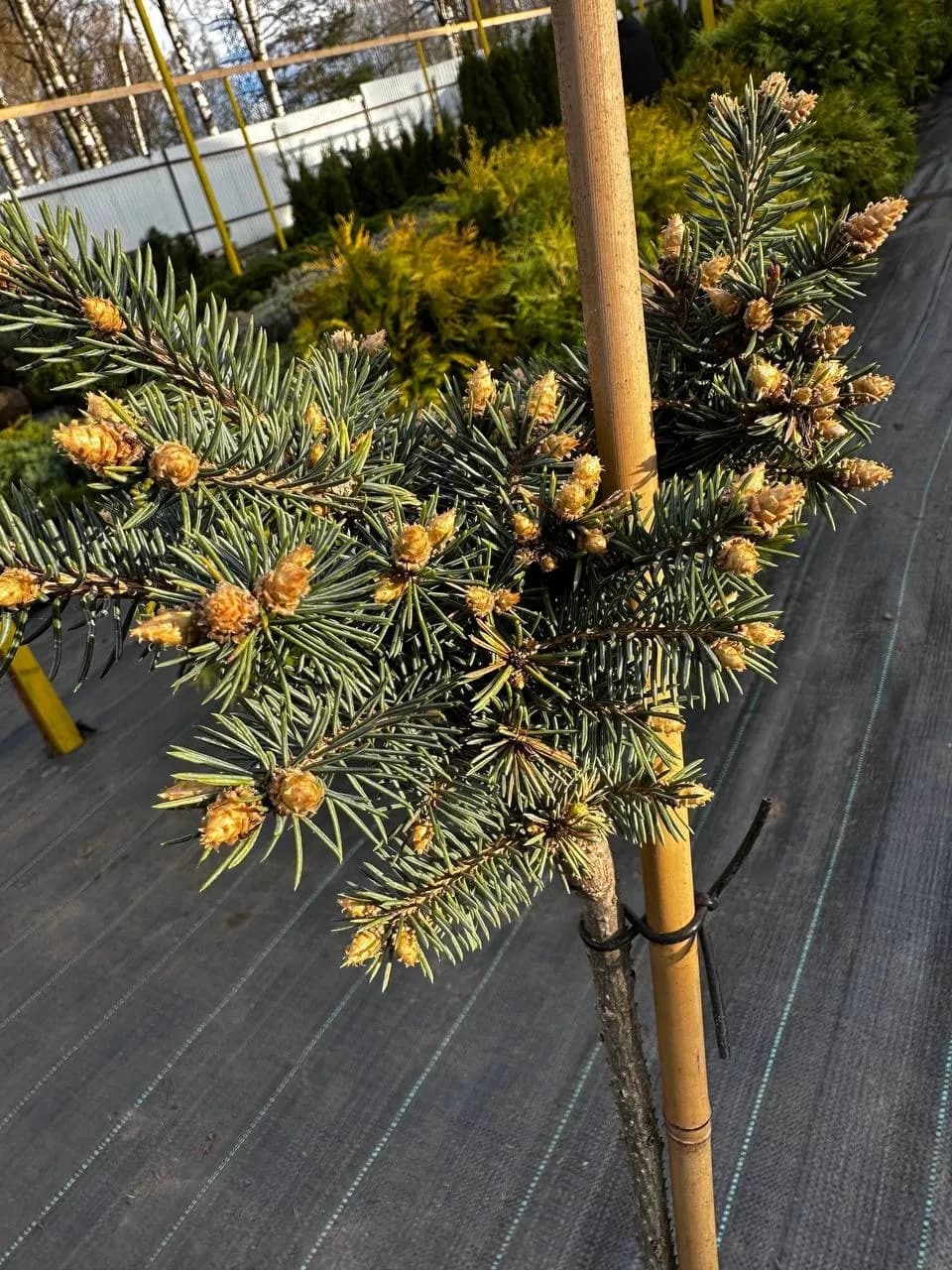 Ель колючая "Глаука Глобоза"