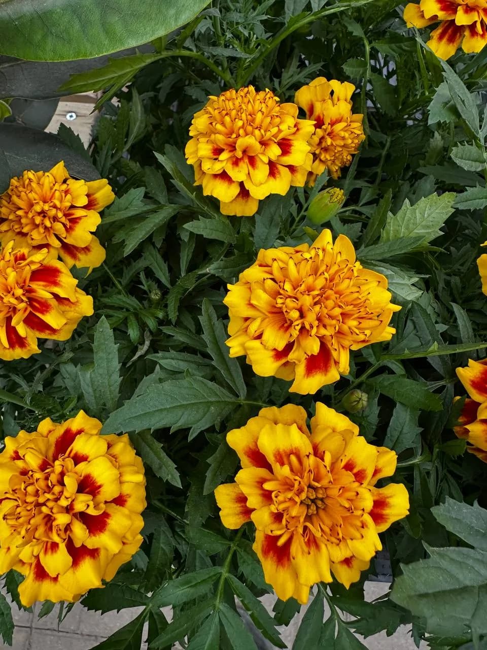 Бархатцы отклоненные Е6