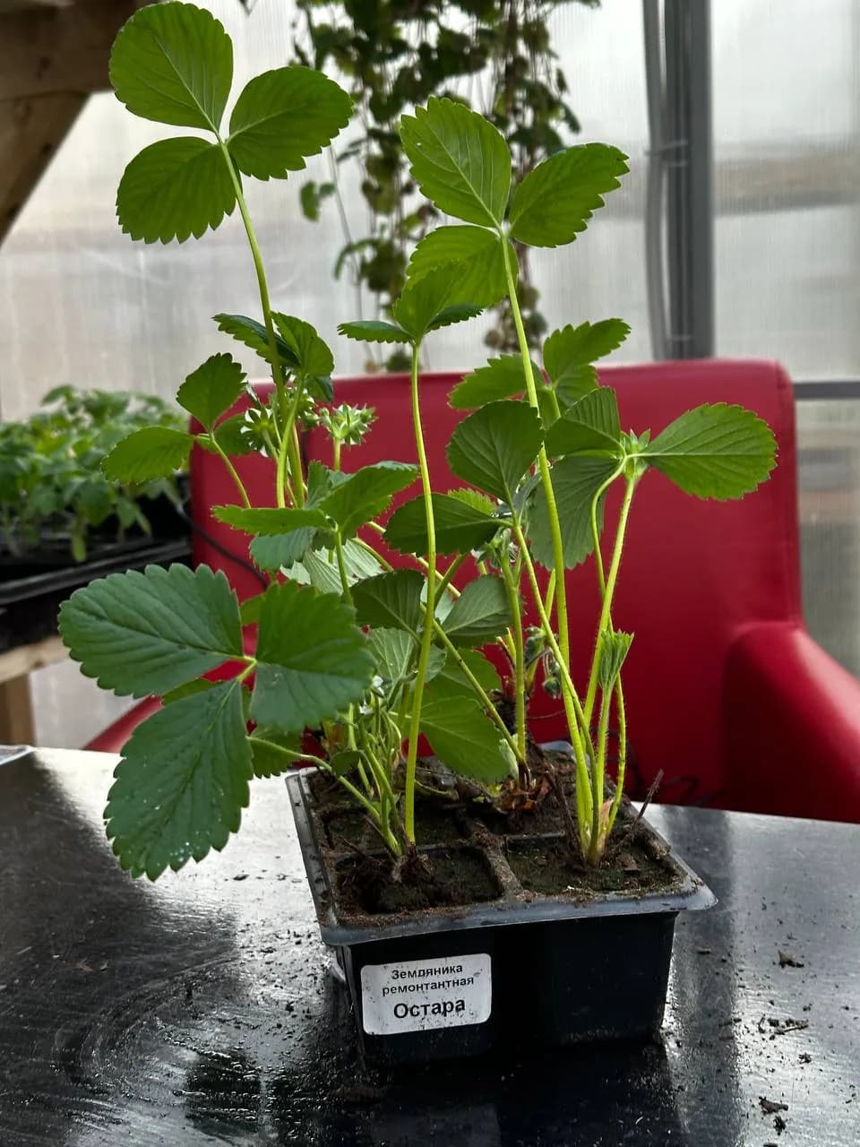 Земляника ремонтантная