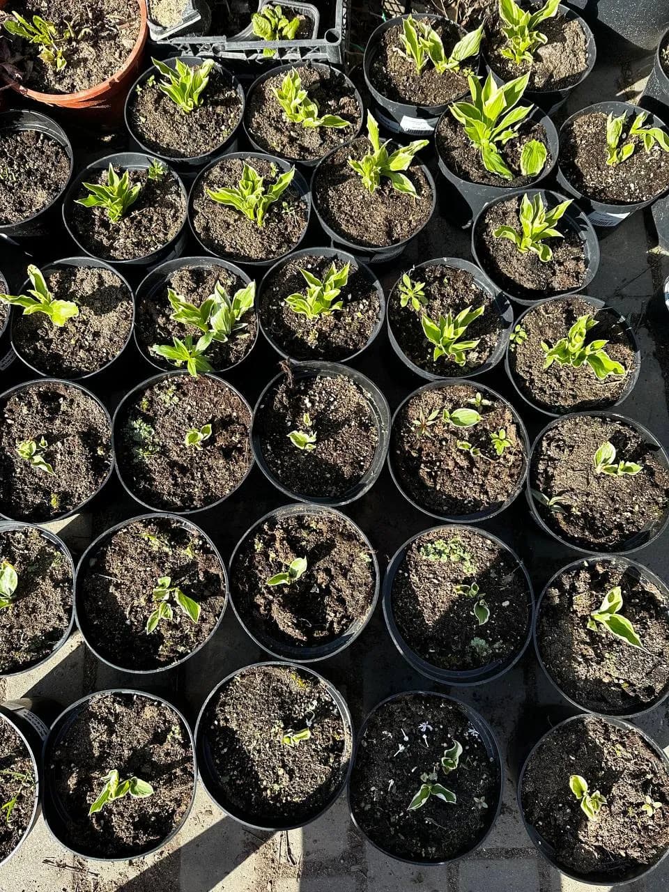 Хоста Albomarginata конт. 2-3л