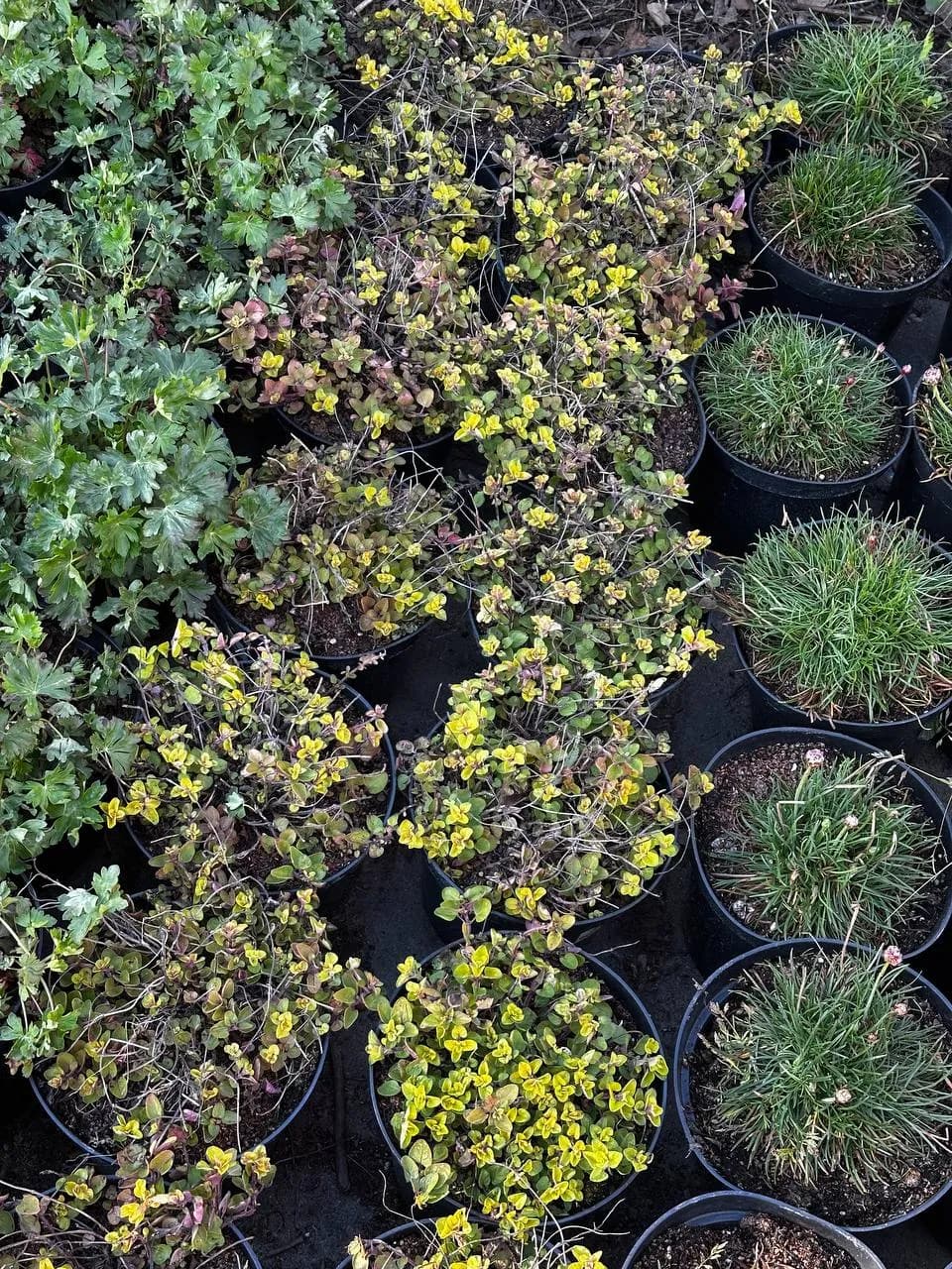 Душица Gold Origano конт 2-3л