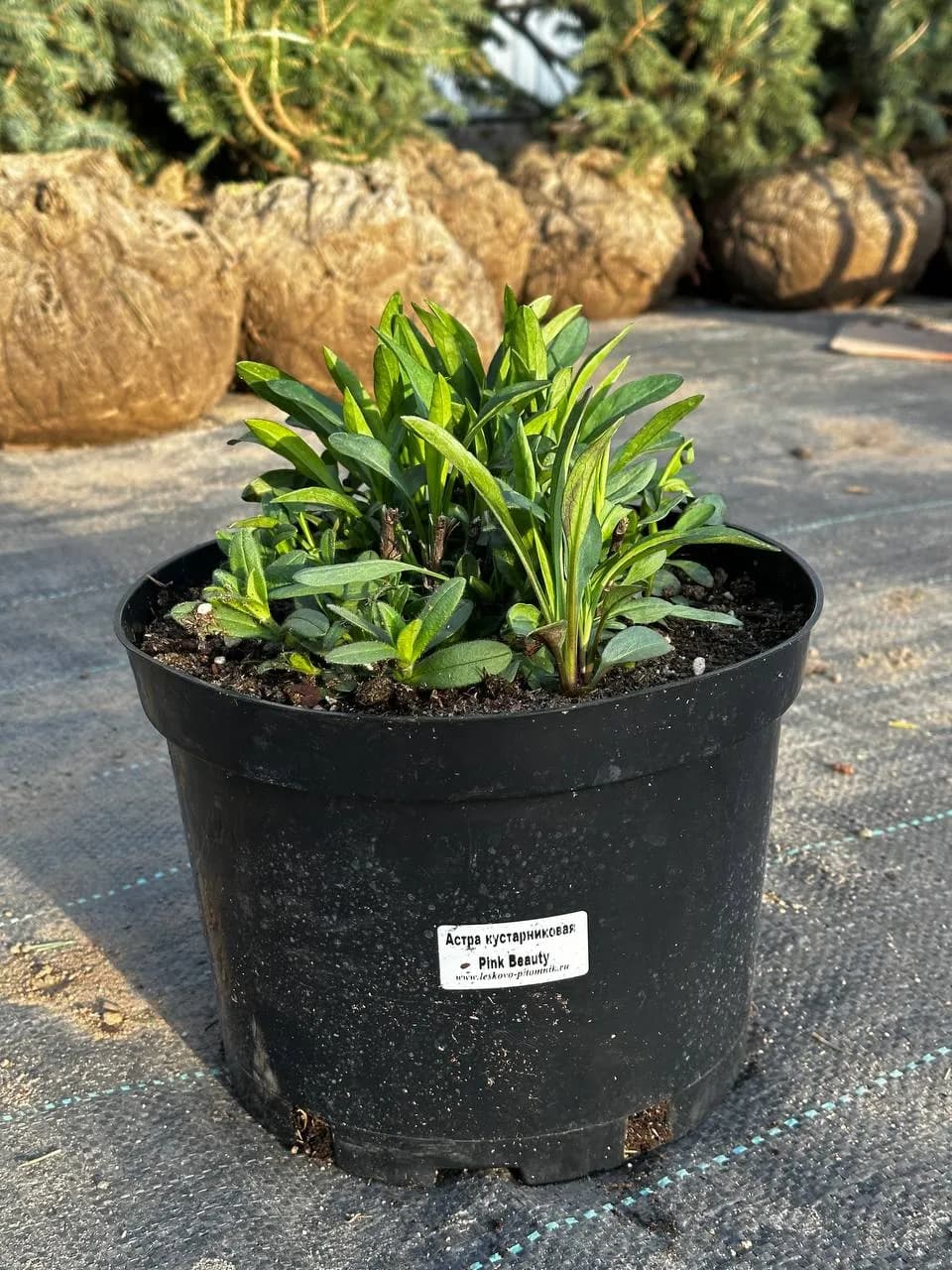 Астра кустарниковая Pink Beauty конт 7,5л