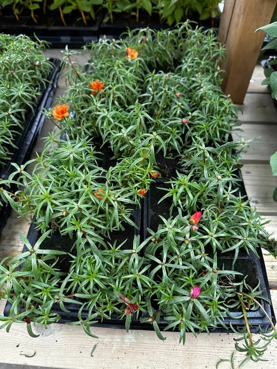 Портулак микс, Е6