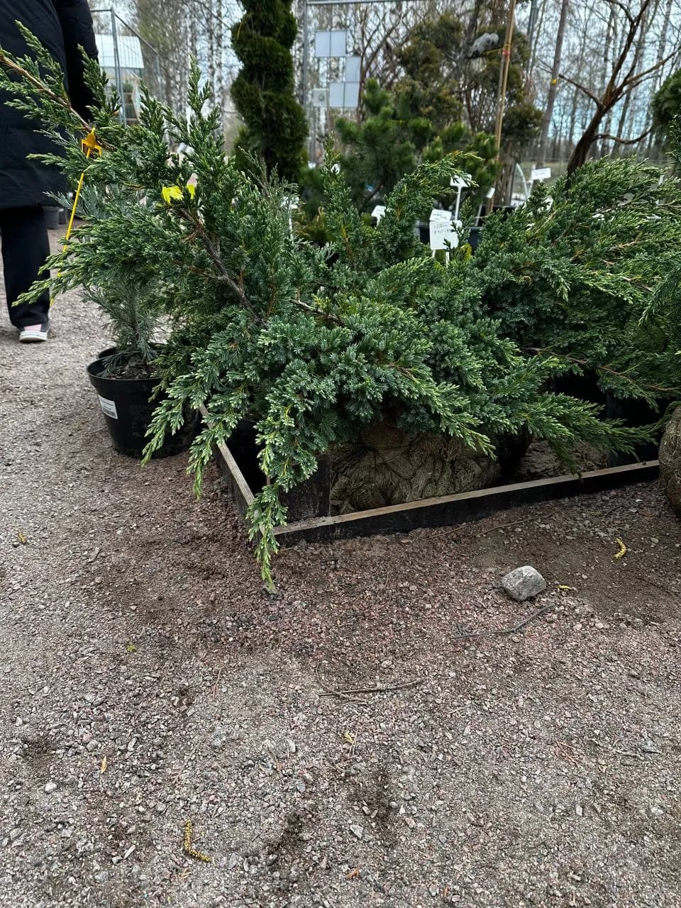 Можжевельник чешуйчатый  "Блю Швед"