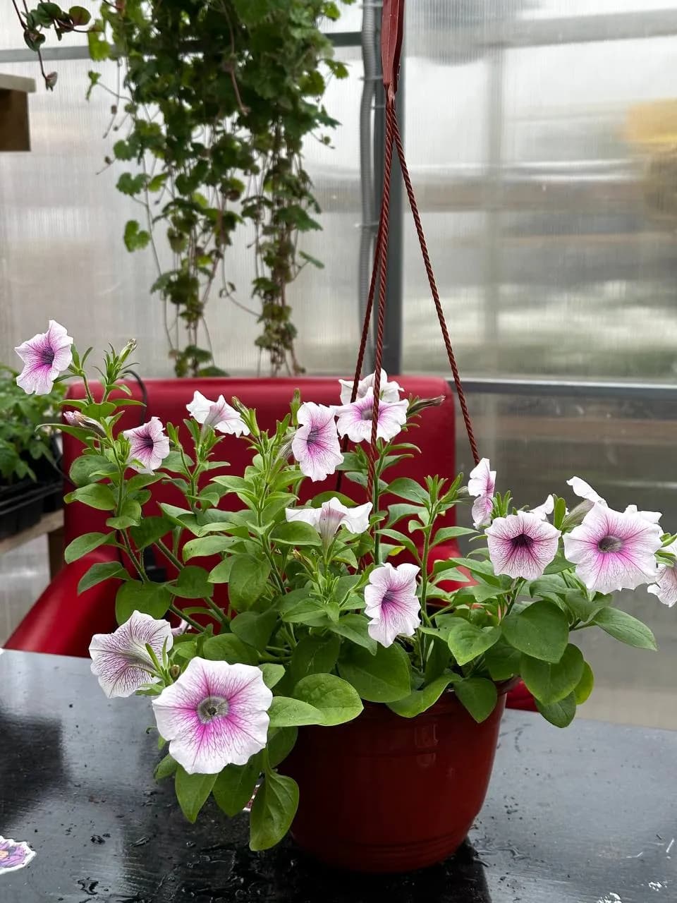 Петуния Смесь, кашпо D16