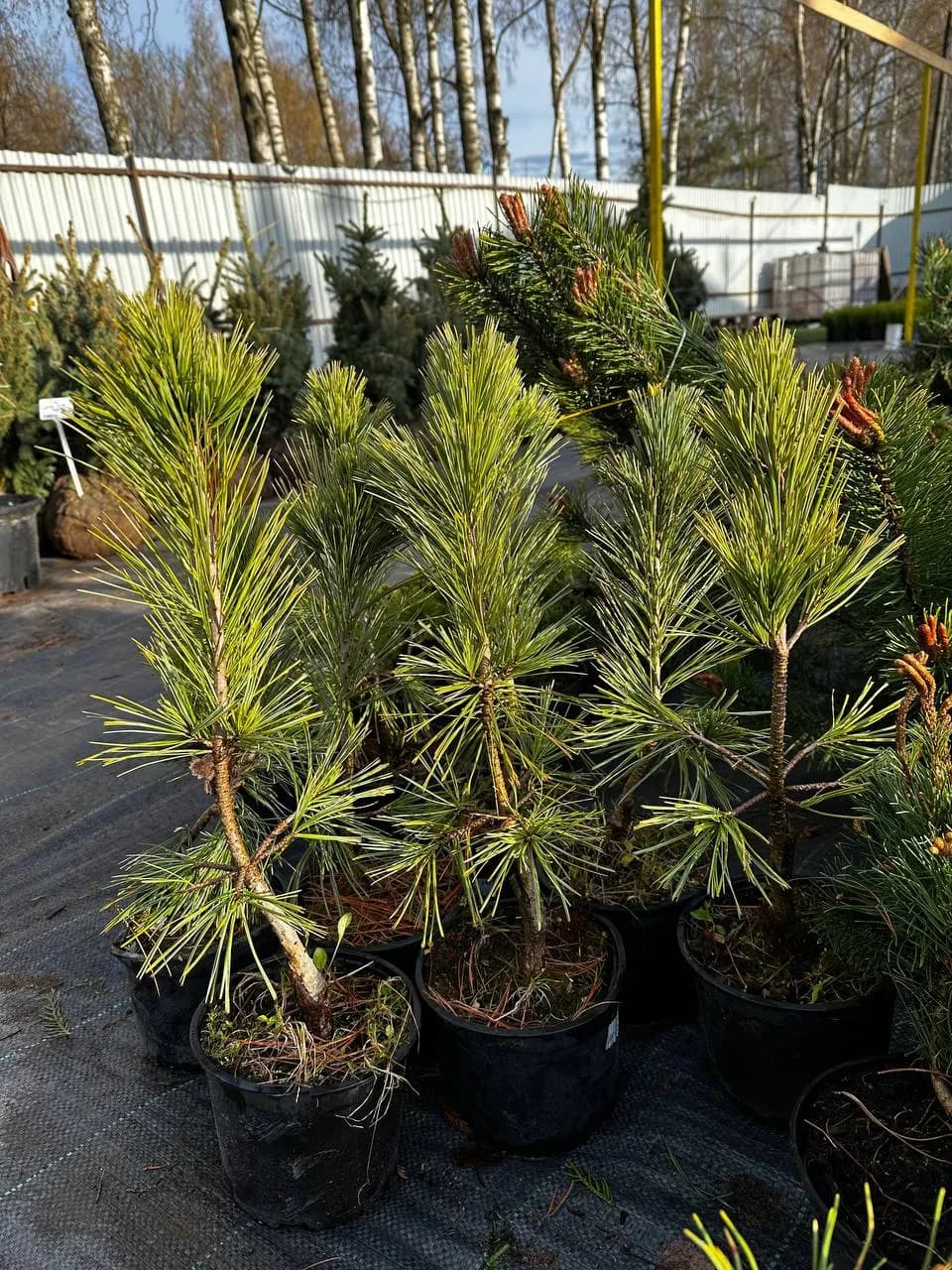 Сосна гибкая "Глаука"