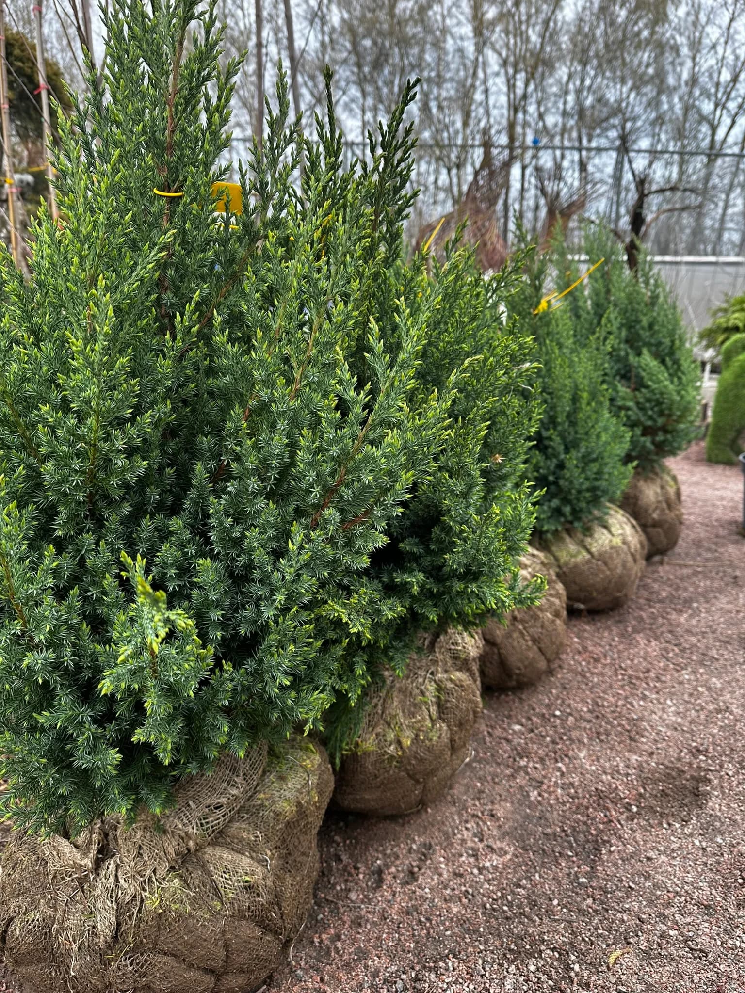 Можжевельник китайский "Стрикта" 40-60