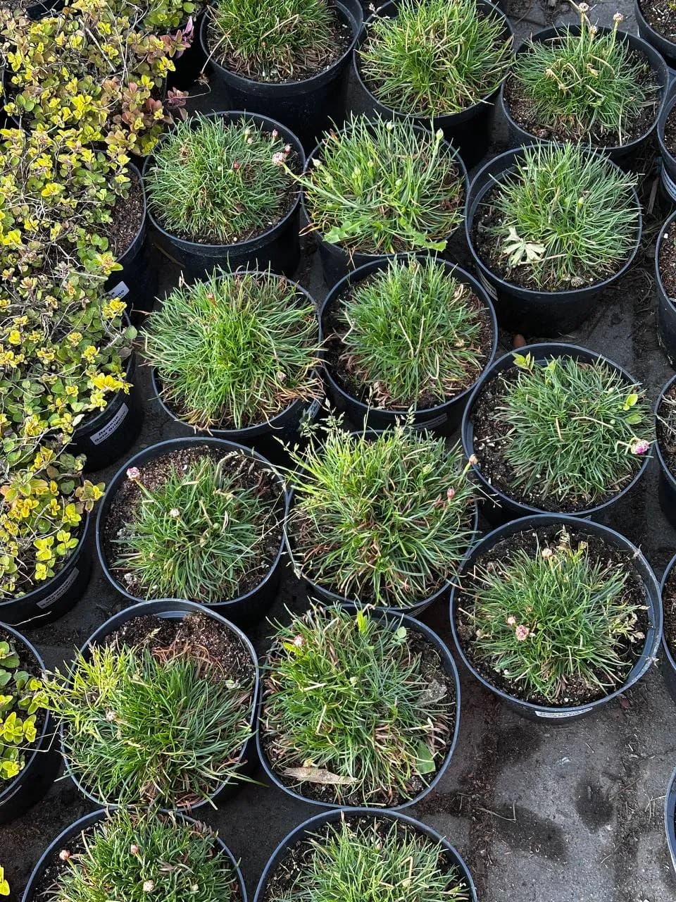 Армерия приморская Morning Star Deep Rose конт 2-3л