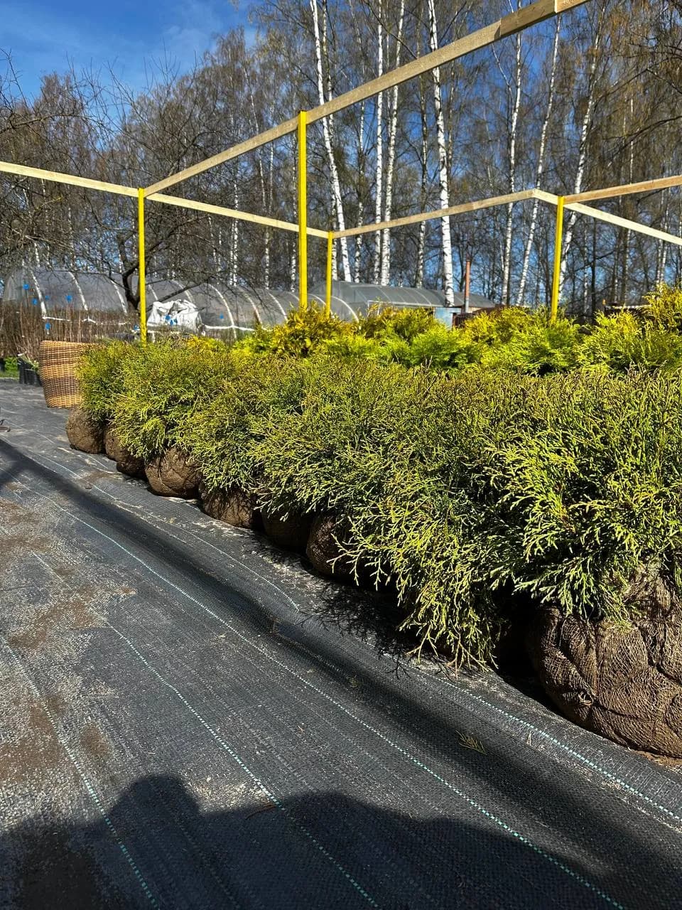 Туя западная "Боулинг Болл"