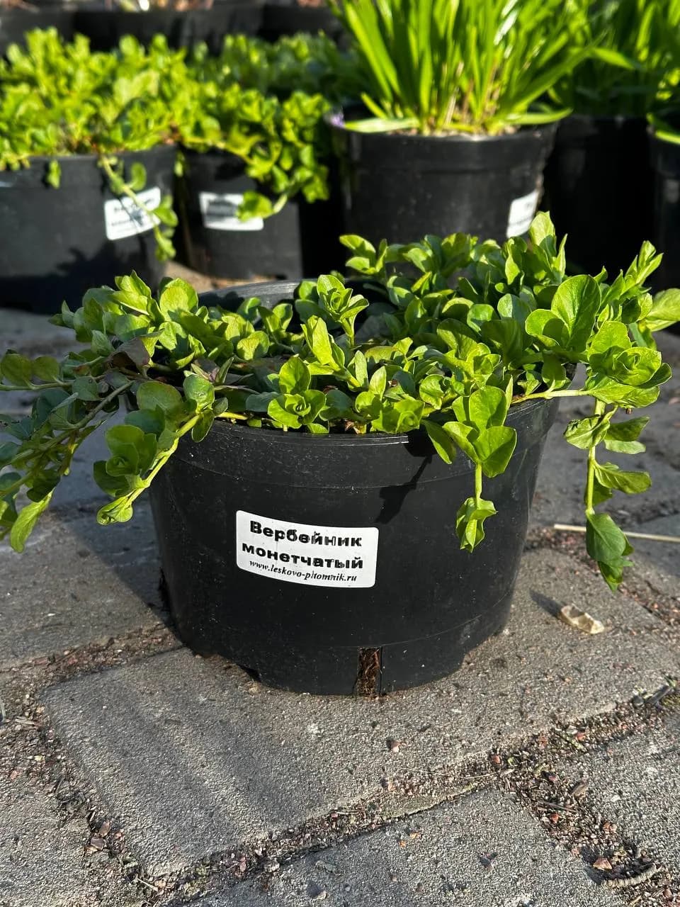 Вербейник монетчатый конт 2-3л