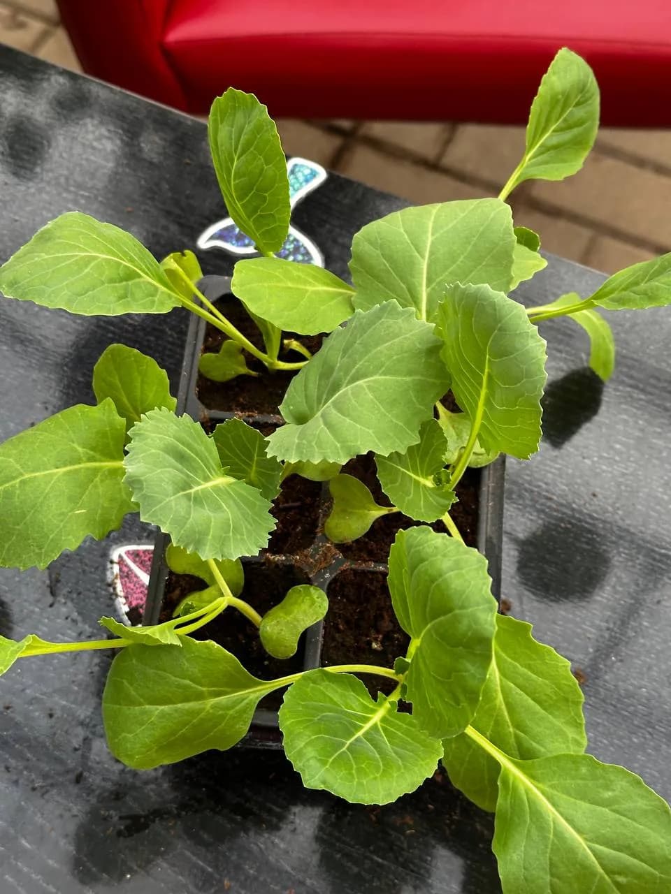 Капуста белокочанная Е6