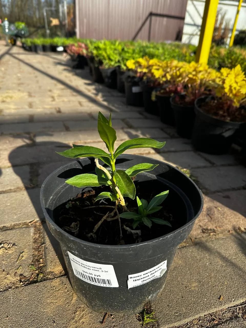 Флокс метельчатый Царевна-Лебедь конт. 2-3л