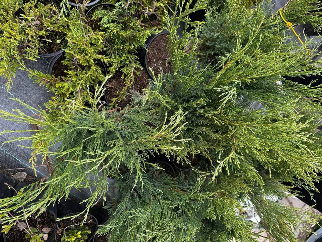 Можжевельник казацкий "Хикси"