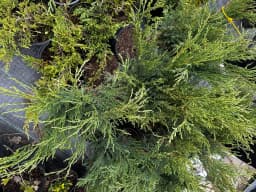 Можжевельник казацкий "Хикси"