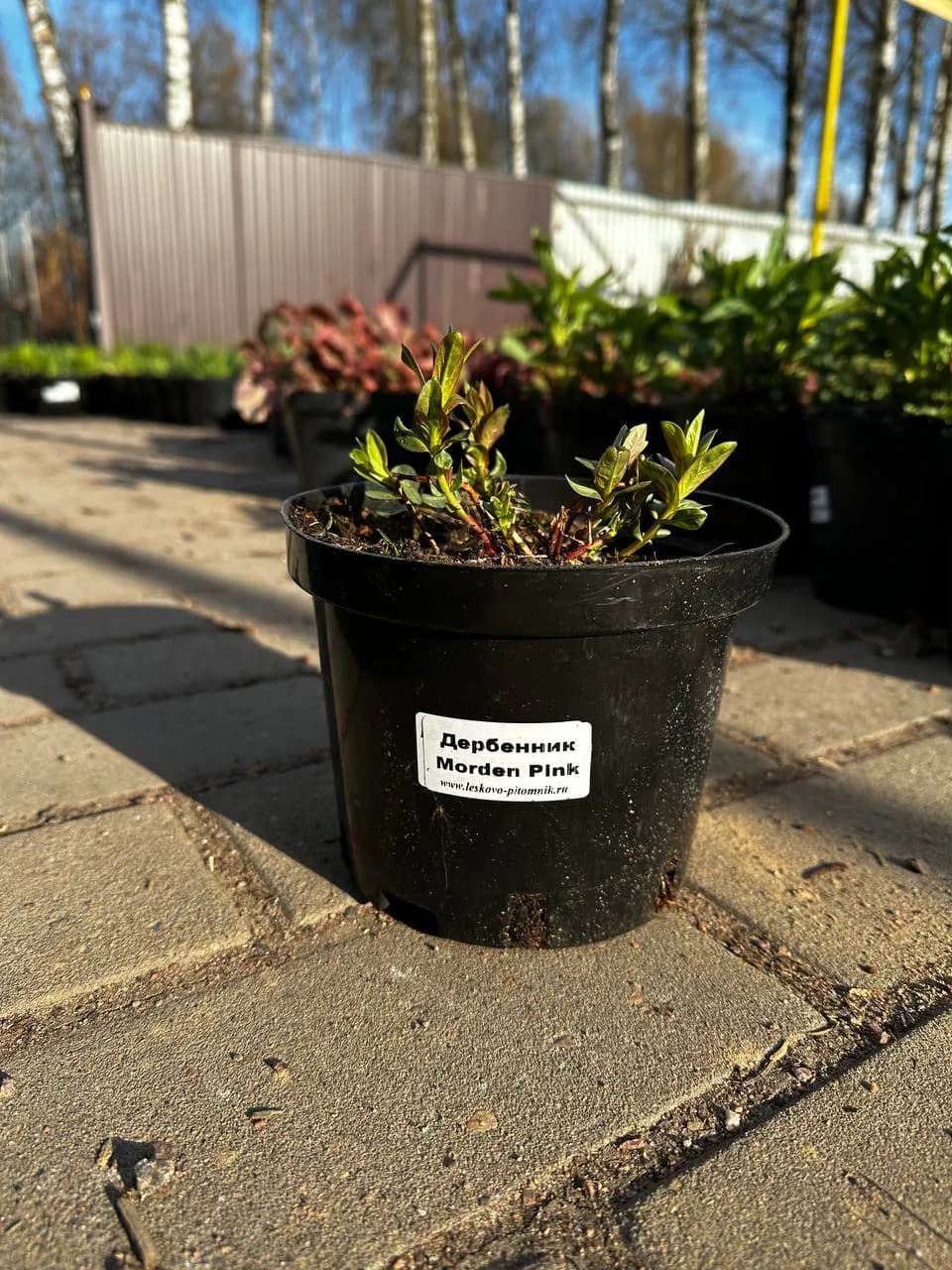 Дербенник Morden Pink конт 2-3л