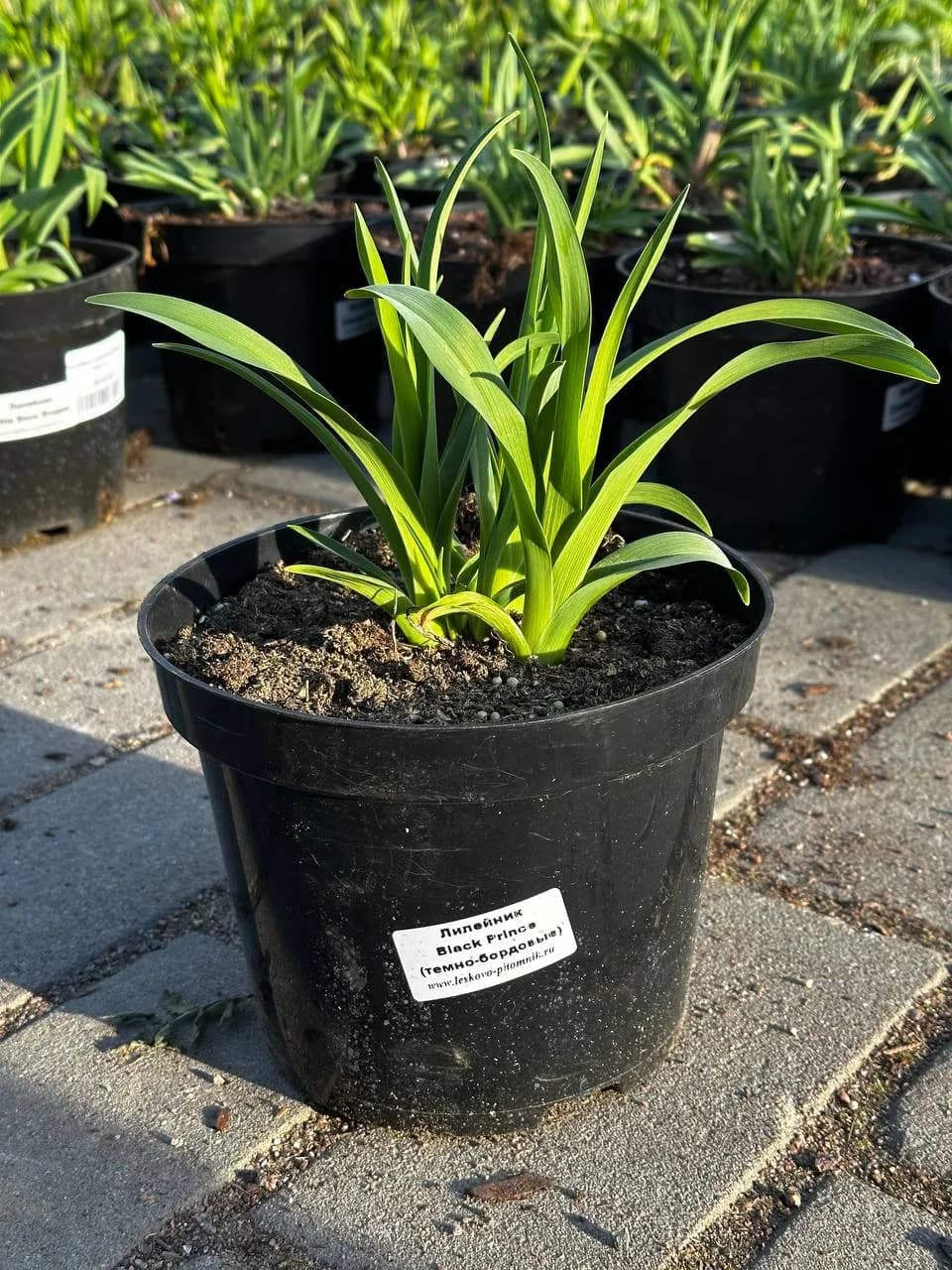 Лилейник Black Prince конт 2-3л