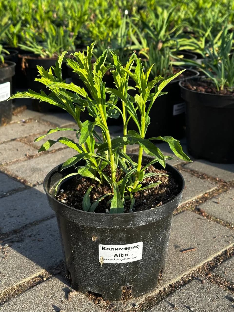 Калимерис надрезанный Alba конт 2-3л