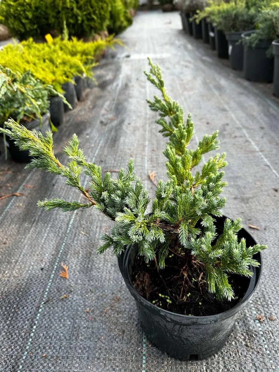 Можжевельник чешуйчатый "Блю Спайдер"