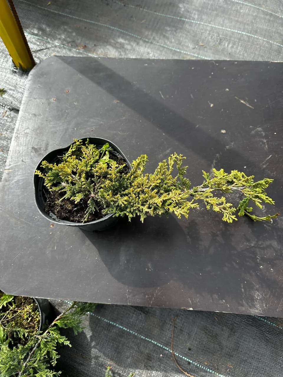 Можжевельник горизонтальный "Голден Карпет"