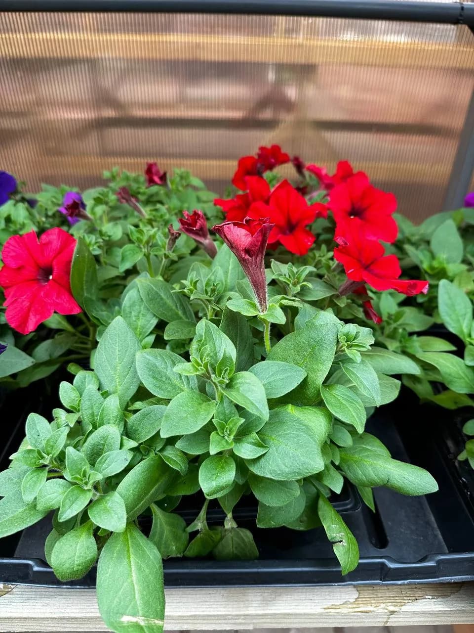 Петуния смесь, Е6