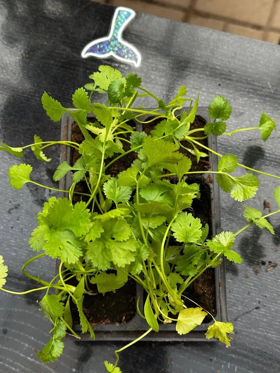 Кориандр(Кинза), Е6