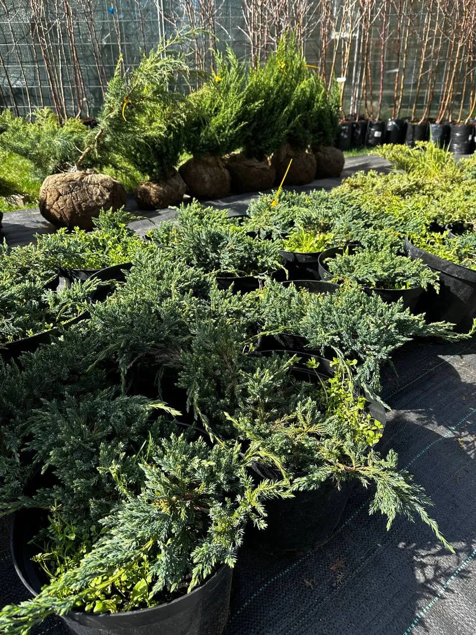 Можжевельник чешуйчатый "Холгер" 30