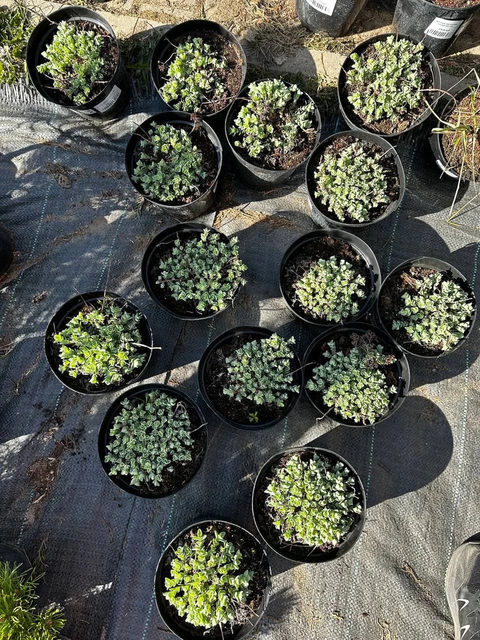 Очиток Эверси конт 2-3л