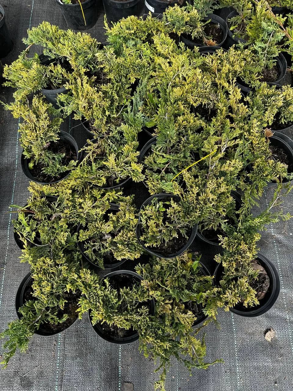 Можжевельник горизонтальный "Голден Карпет"