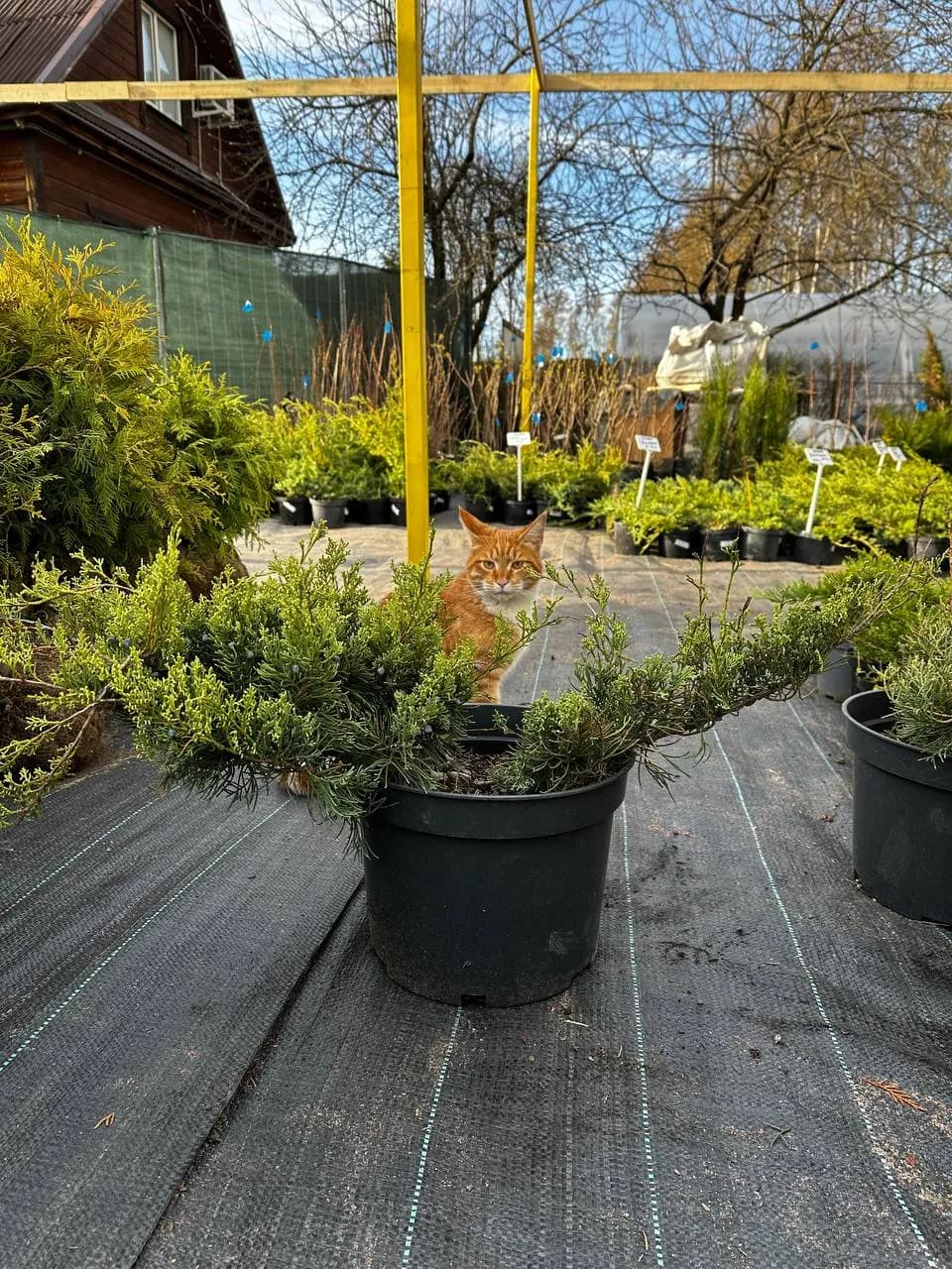 Можжевельник средний "Пфитцериана Глаука"