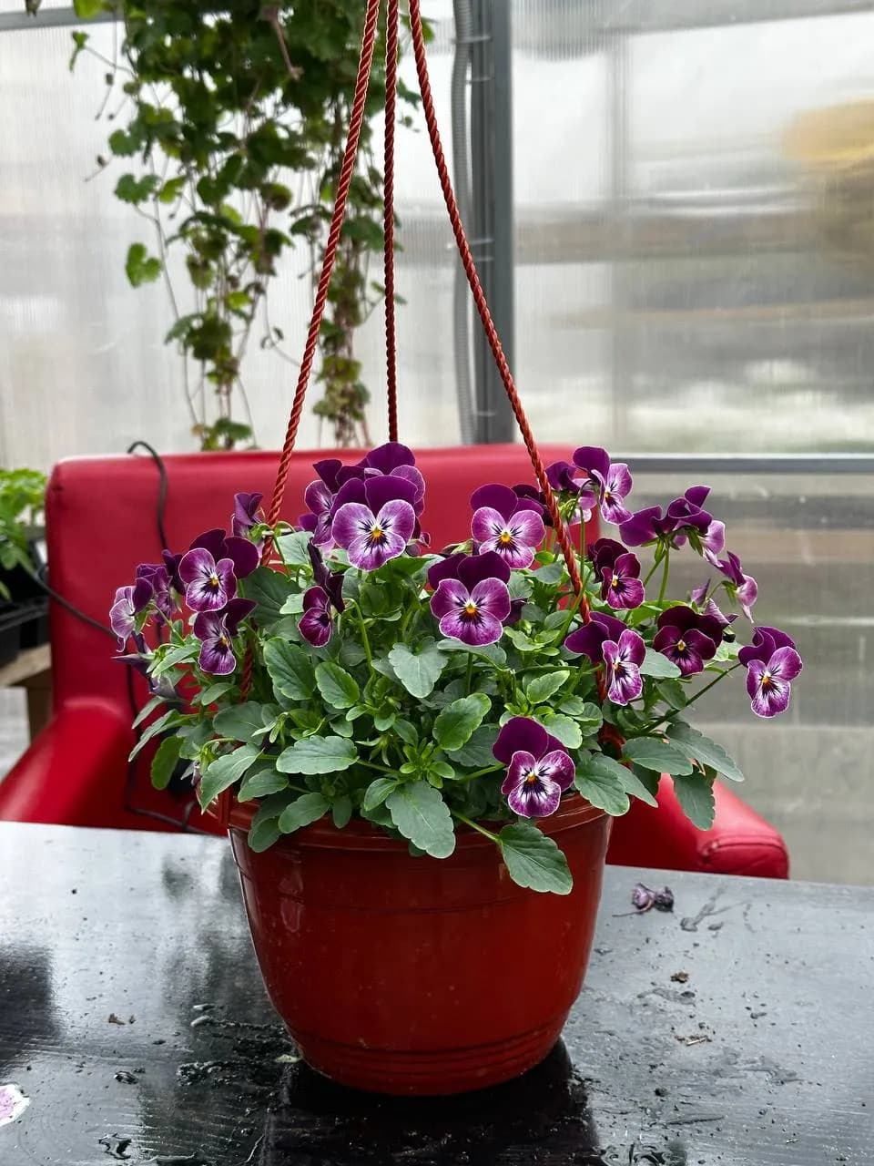 Виола ампельная смесь, кашпо D16