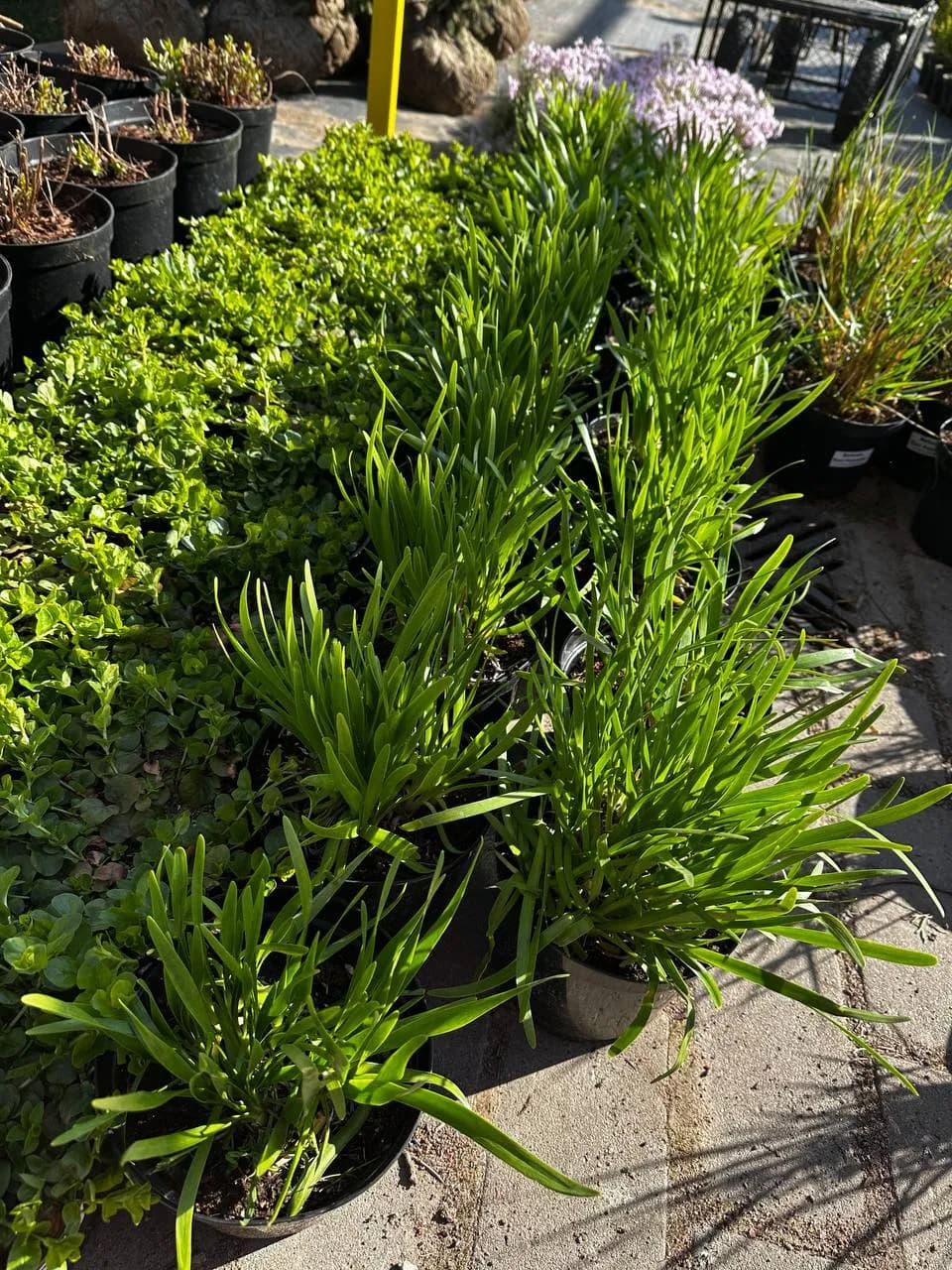 Лук стареющий конт 2-3 л