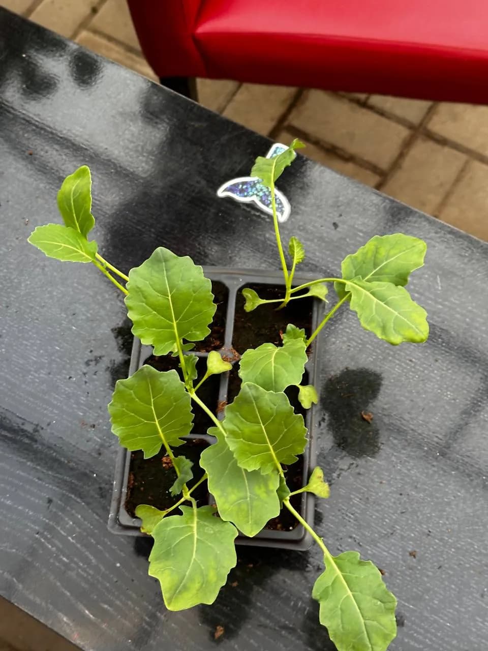 Капуста брокколи Е6