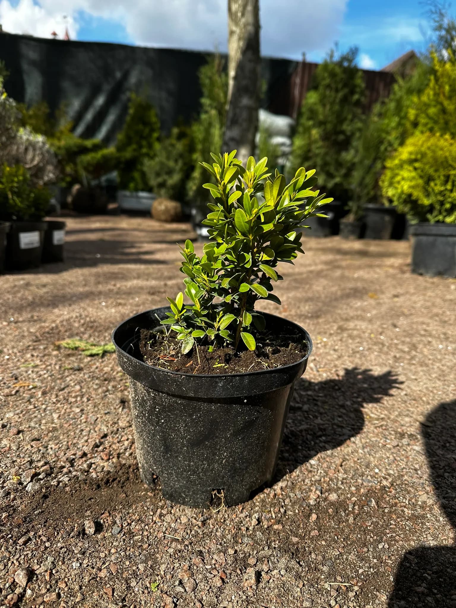 Самшит вечнозелёный