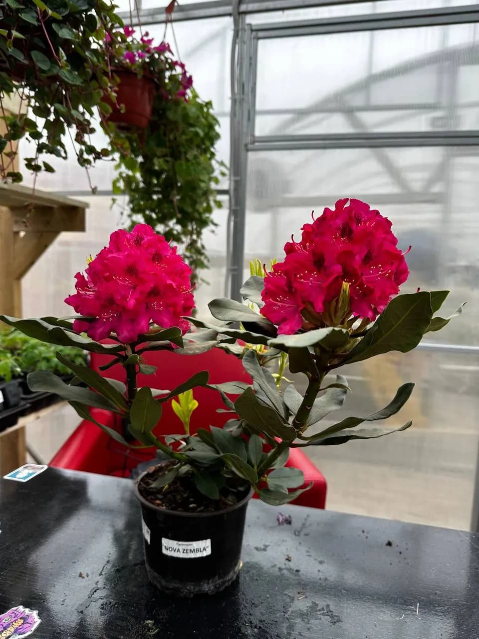 Рододендрон гибридный