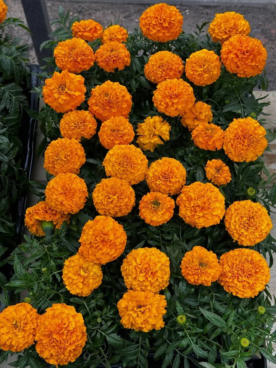 Бархатцы прямостоячие Е6