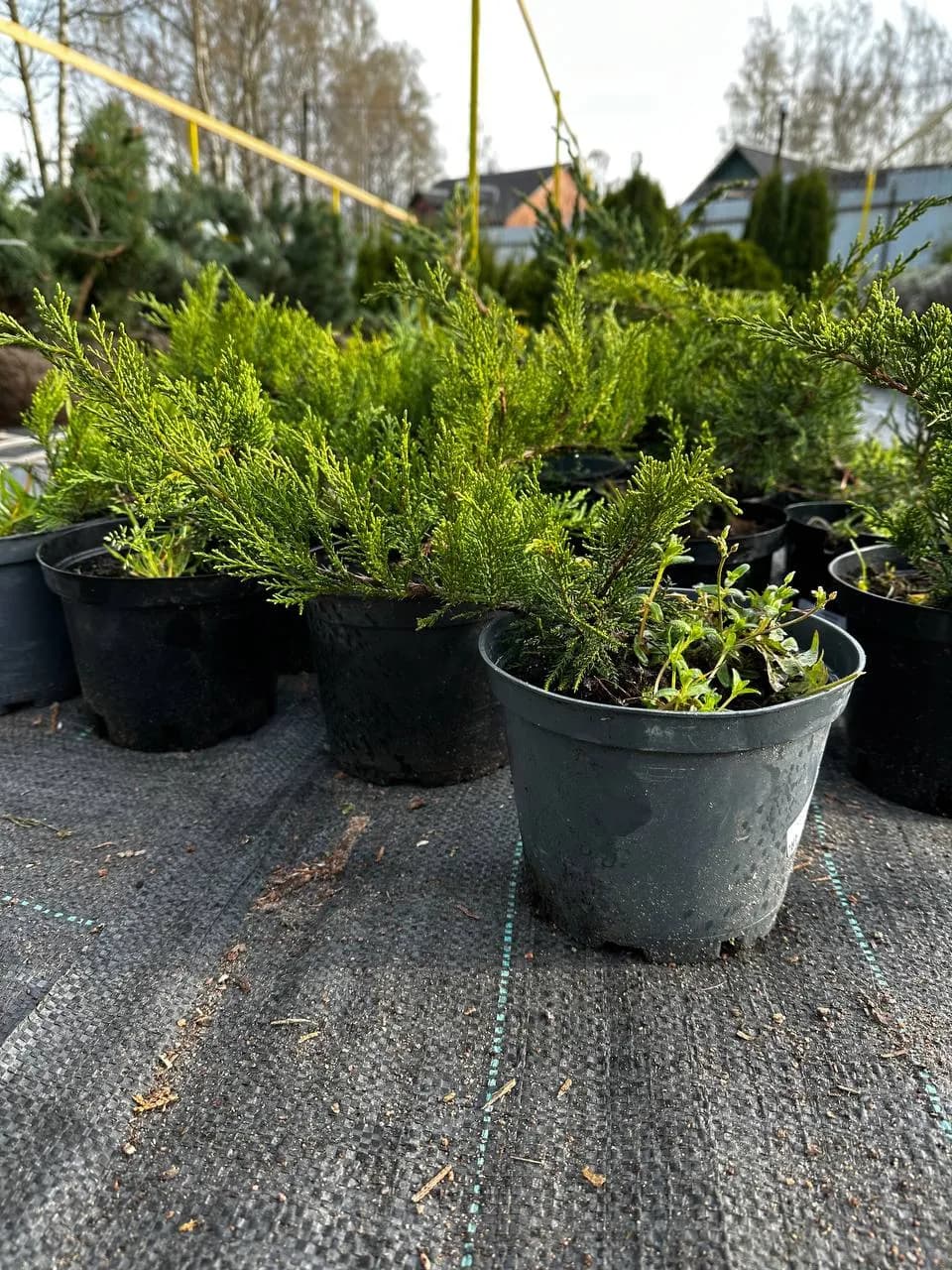 Можжевельник средний "Минт Джулеп"