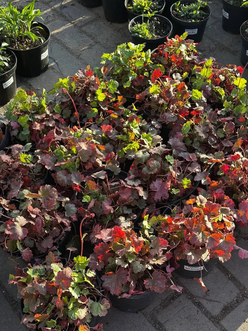 Гейхера кроваво-красная Red Spangles конт. 2-3л