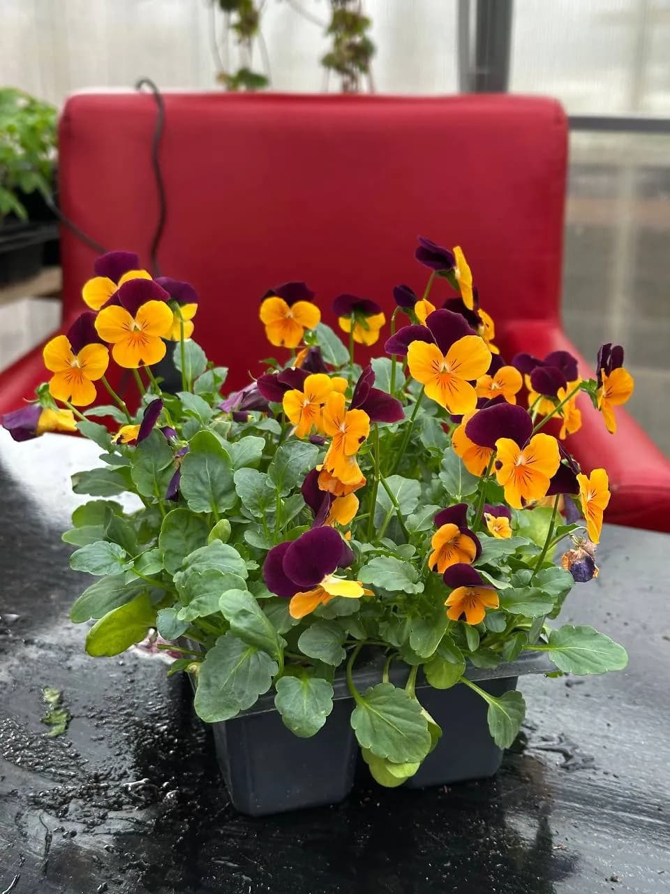 Виола корнута смесь, Е6