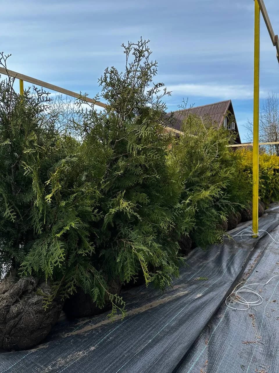 Туя западная  "Брабант"