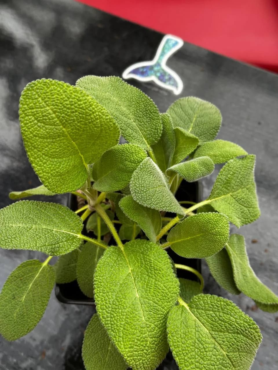 Шалфей микс, P9