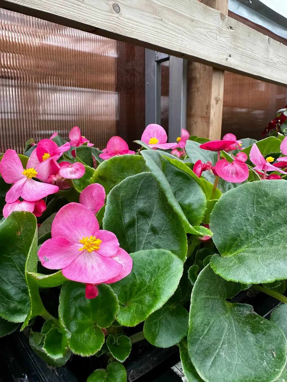 Бегония вечноцветущая микс, Е6